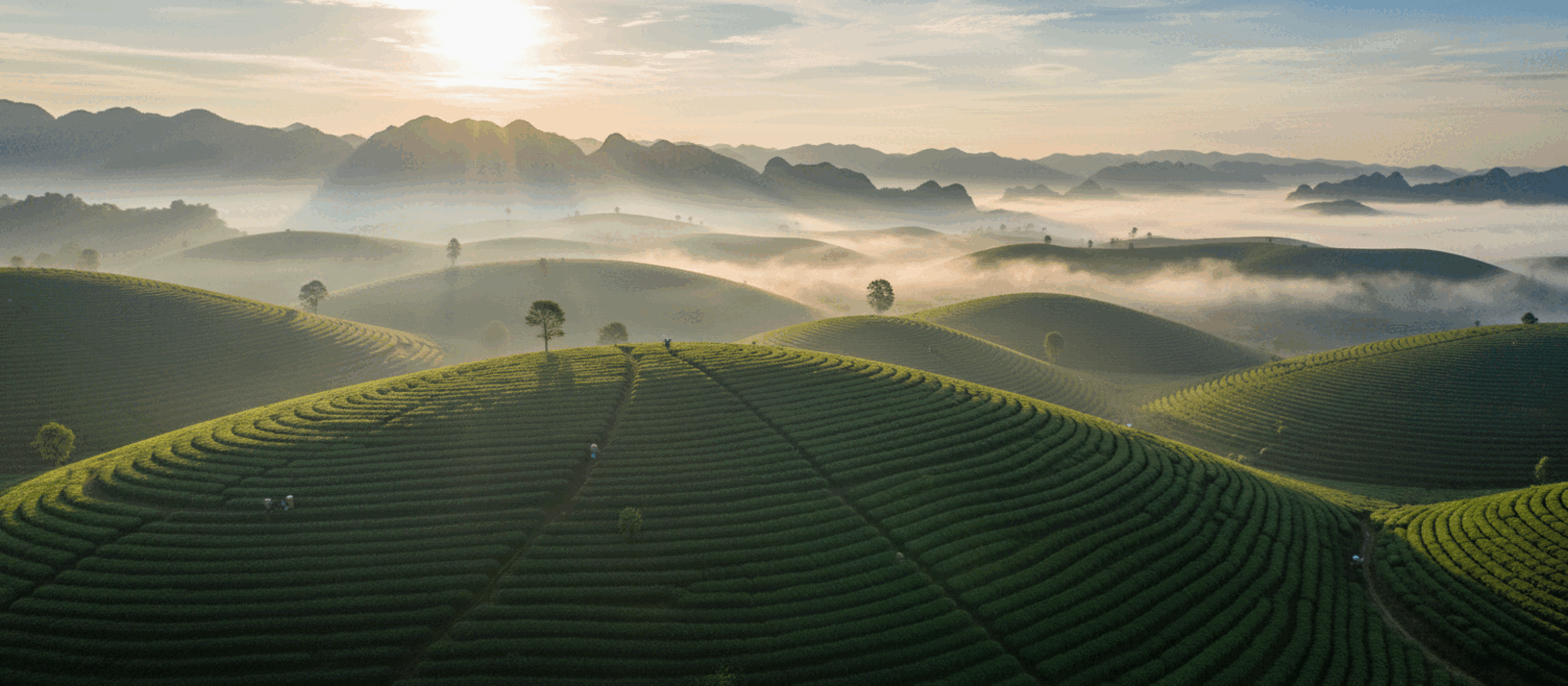 Đồi chè Thái Nguyên